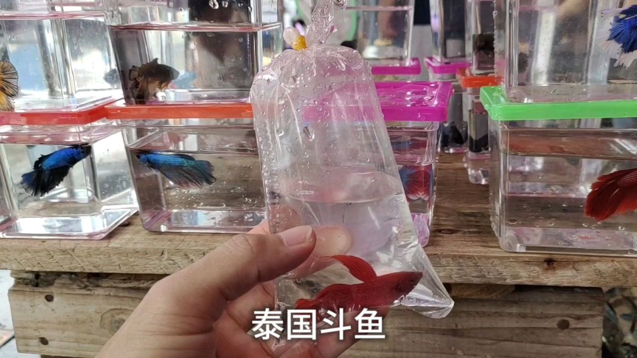 过来花地湾买观赏鱼,泰国斗鱼才5元一条,这个价格值吗