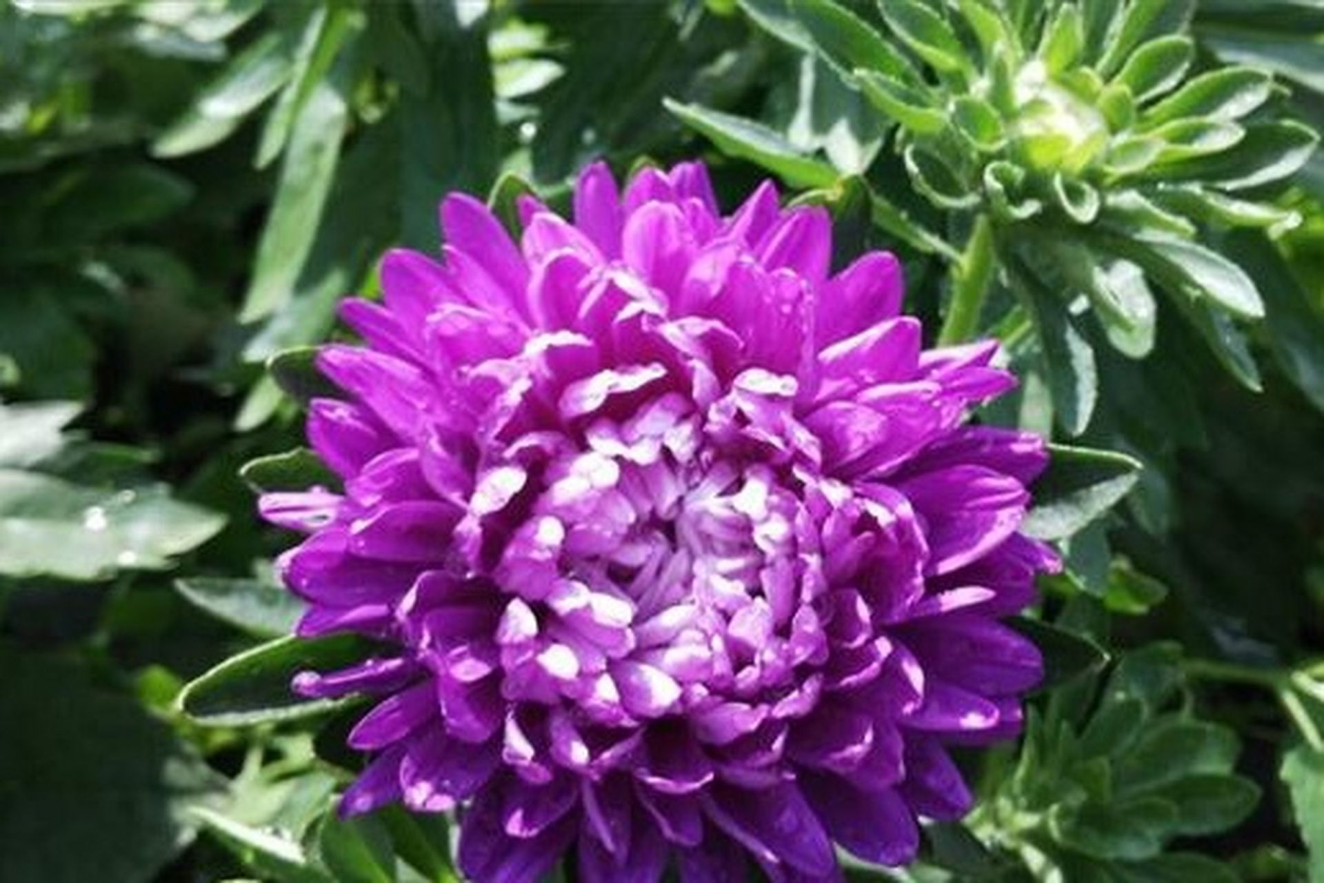 美花分享:紫菊的魅力 紫色菊花的花语和寓意包括爱情,高贵,神秘