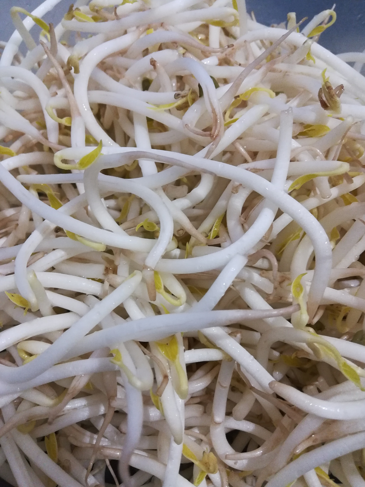 3块钱1斤的绿豆芽:去买菜,第一次看见又白又胖短短的绿豆芽