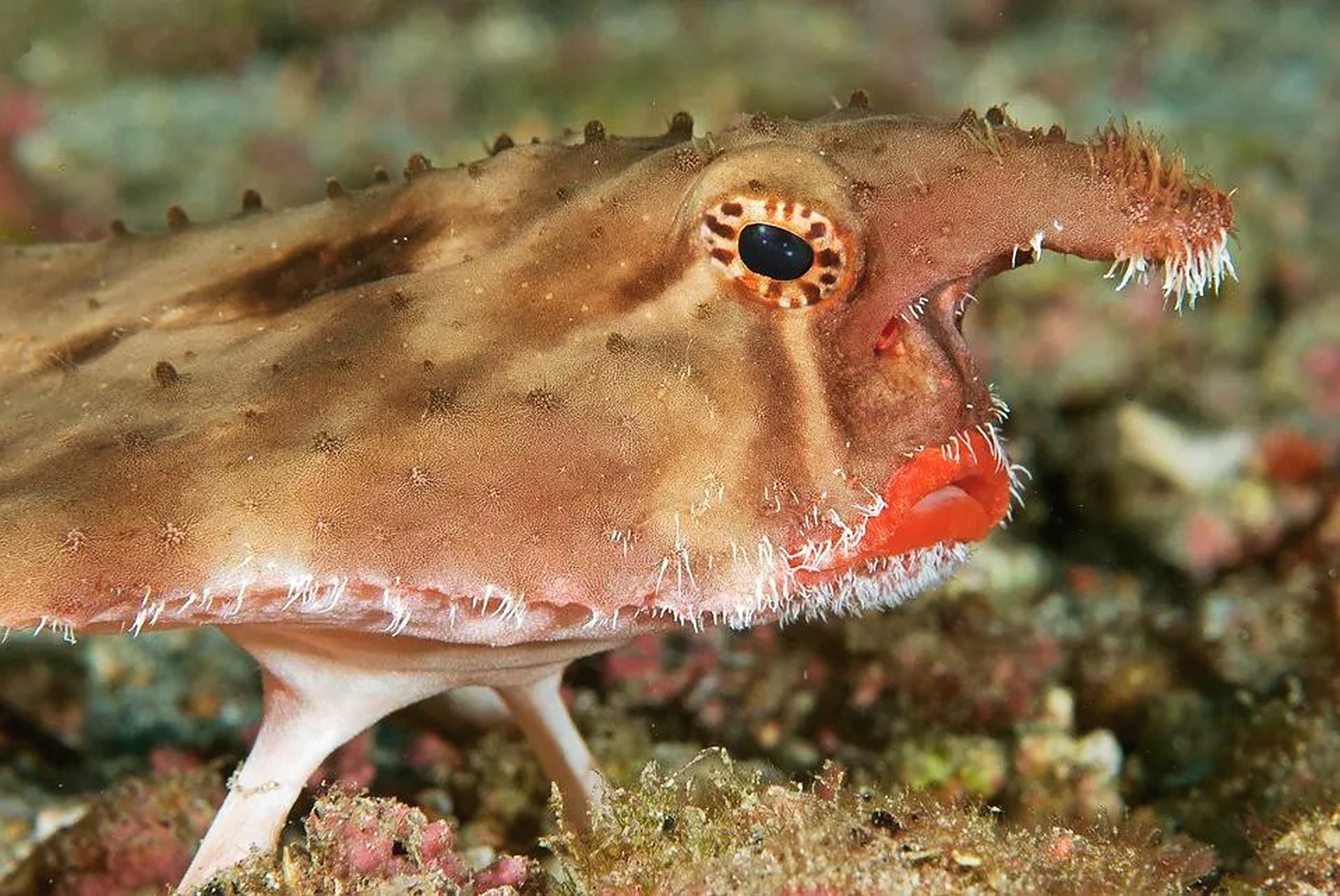 红唇蝙蝠鱼,以其"烈焰红唇"而闻名,属于辐鳍鱼纲鲽形目,是蝙蝠鱼科中