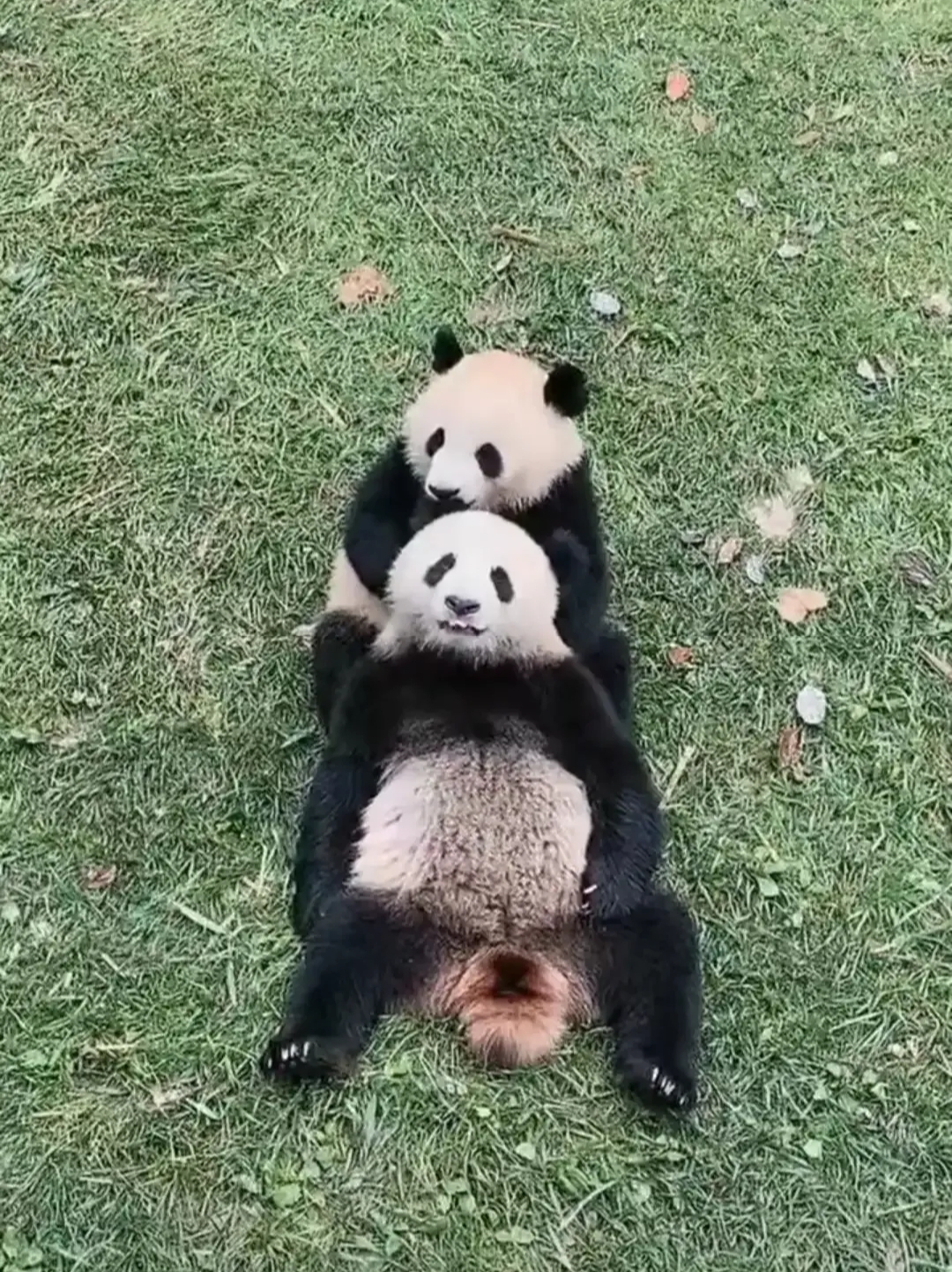这两只是乔乔野外引种生的双胞胎熊猫宝宝乔森(包包),乔林(兜兜) 一只