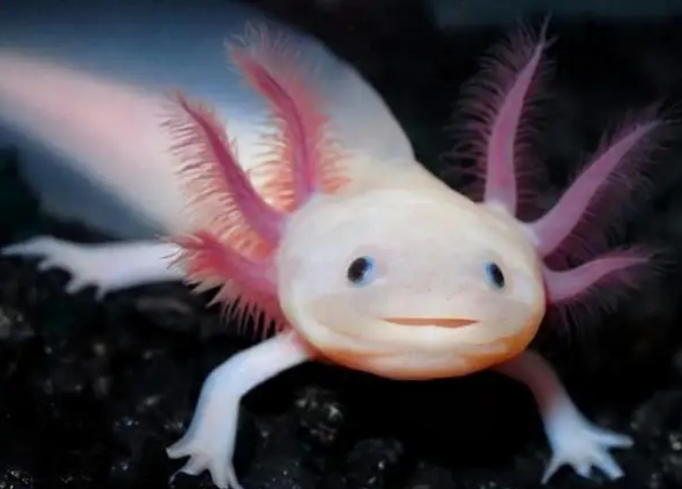 newt是什么动物?