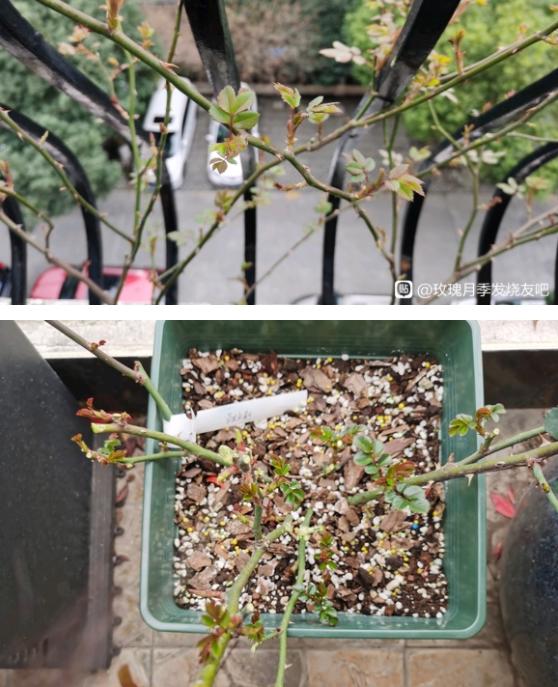 用大盆放少土的方式种月季可以吗?