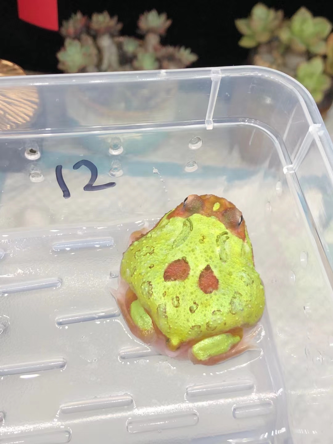 角蛙变异,各种颜色太神奇了