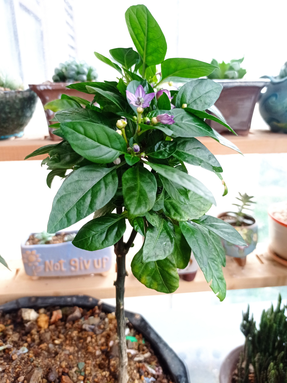 生长了两年的五彩辣椒树,又开花结果啦!