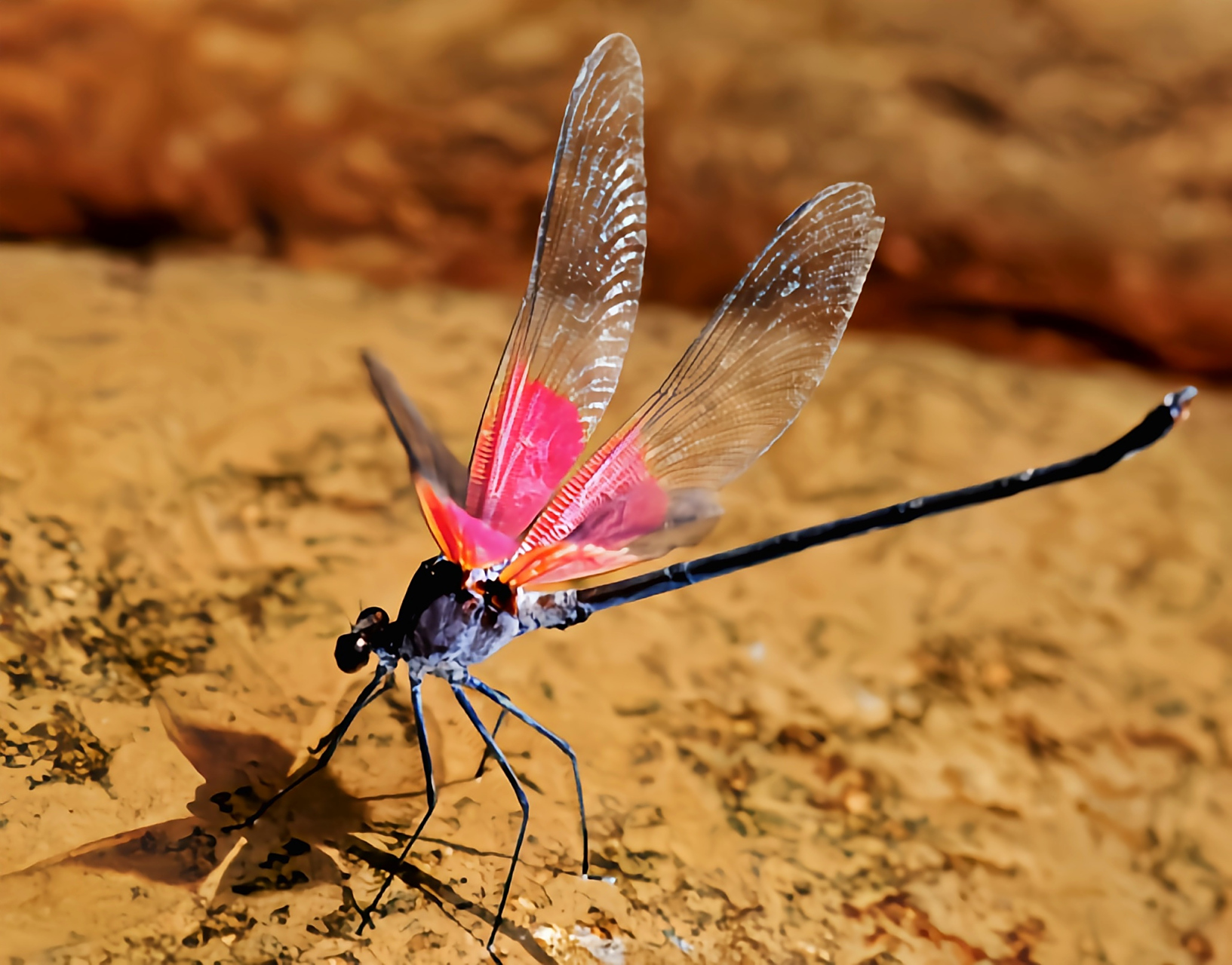 每天认识一种昆虫——赤基色蟌 赤基色蟌是蜻蜓目,色蟌科,赤基色蟌属