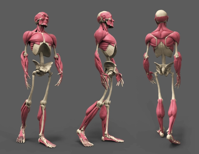 【小粉菇】人体骨骼肌肉理解篇之动漫人物绘画基础课程