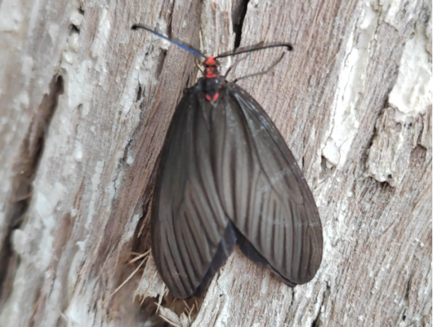 重阳木高发恶性害虫"锦斑蛾"的防治要点!
