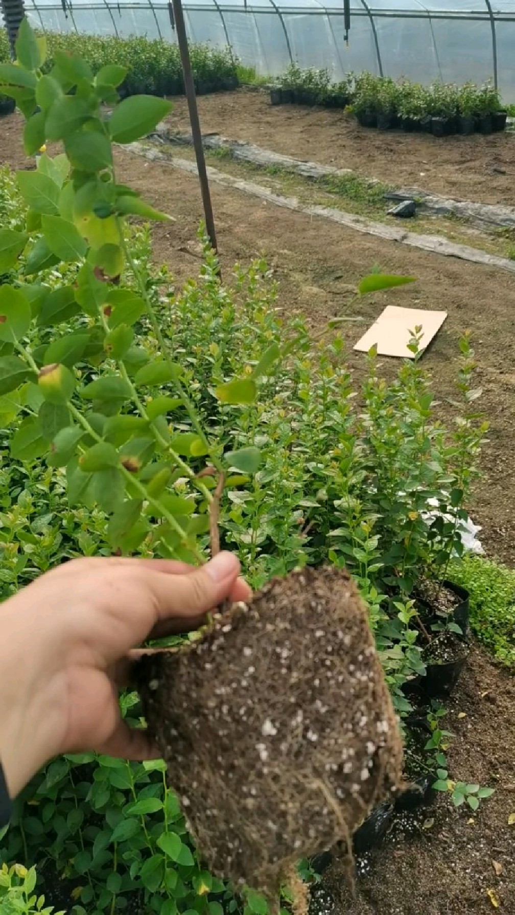 极早熟蓝莓苗品种,h5蓝莓苗,果个大,耐运输-度小视