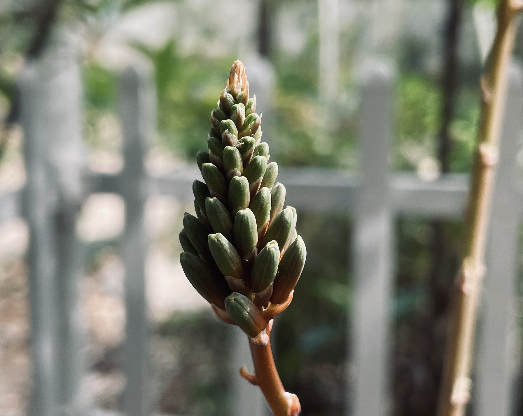 毛玻璃结节图片