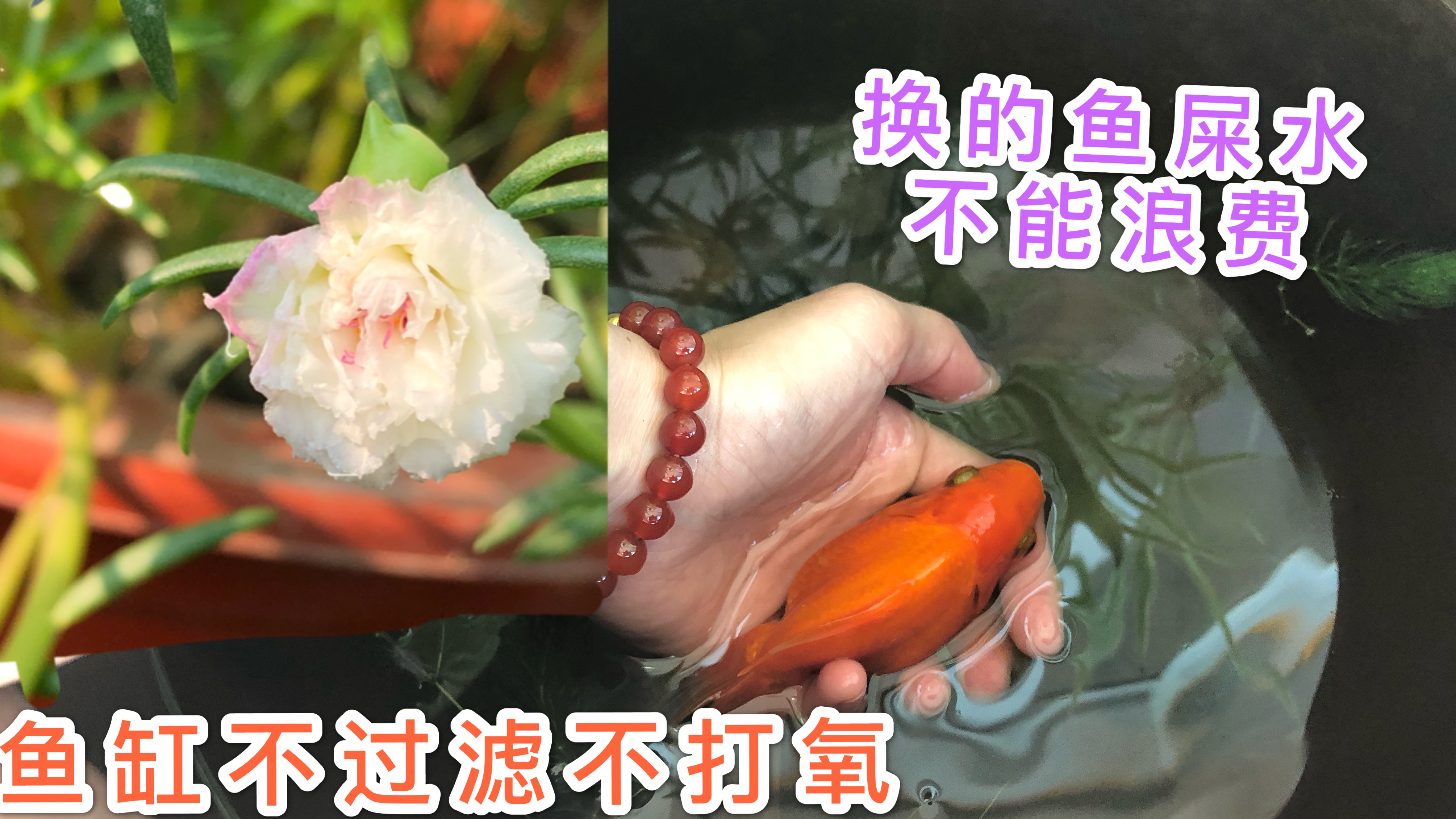 鱼缸养鱼不过滤不打氧,勤换水换下来的水浇瓜果花草赞
