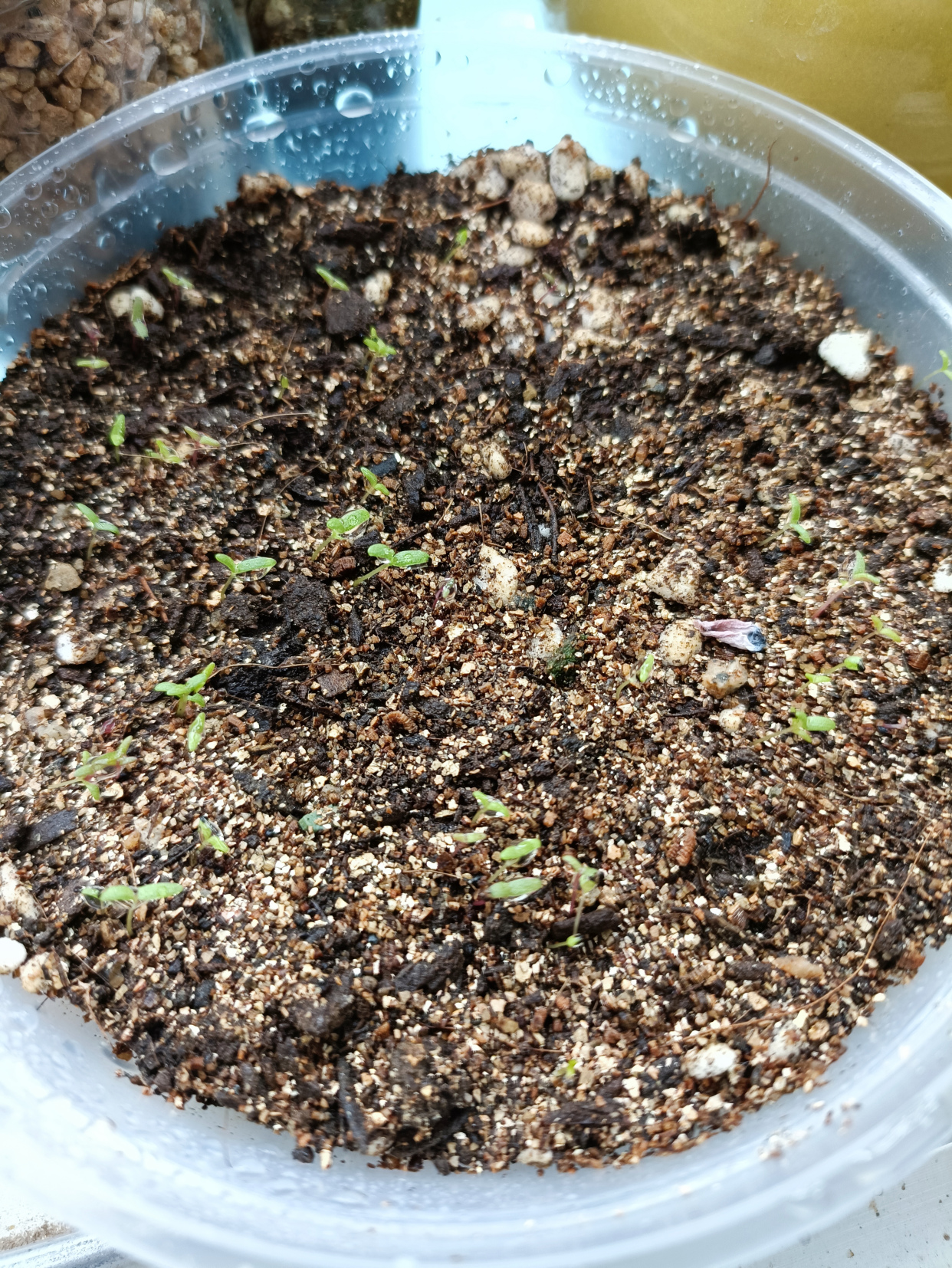 太阳花如何播种呢?