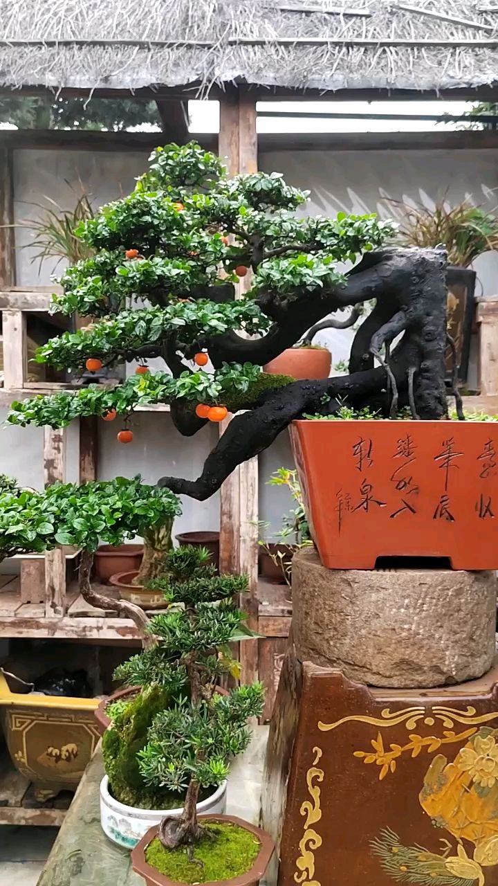邻水金弹子年功桩,超级漂亮!