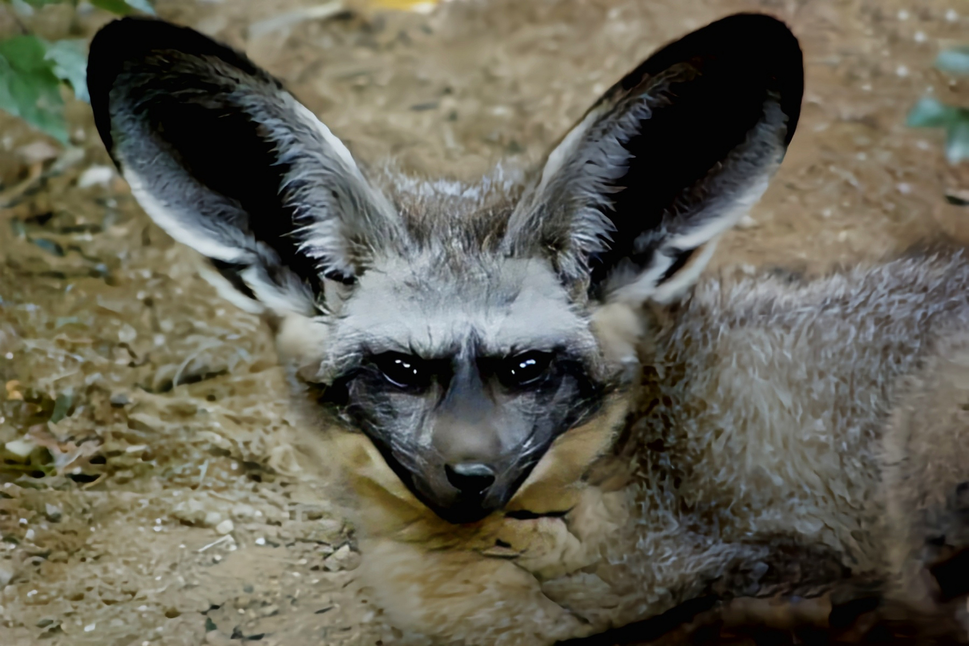 每天认识一种动物——大耳狐 大耳狐别名蝠耳狐,好望角狐,栖息于干旱