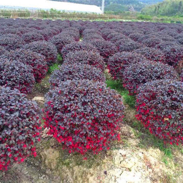 红花继木球价格-红花继木球最新报价表-红花继木球