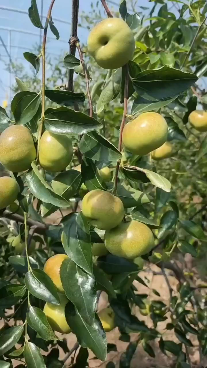 蟠枣苗价格 蟠枣树苗基地 优质酸枣苗嫁接 根系粗壮 抗寒耐旱品种