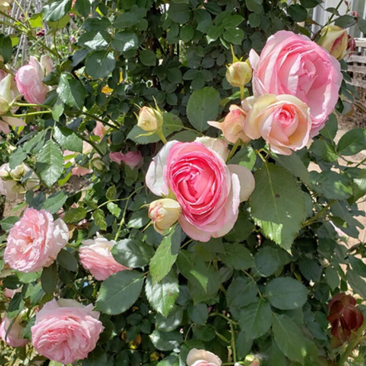 [原文:佛罗伦蒂娜月季优缺点解析]