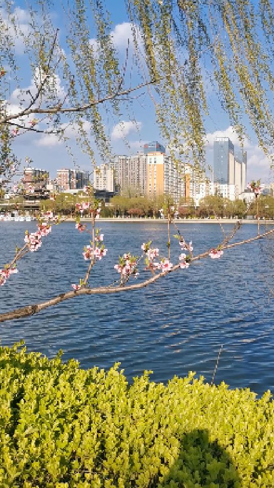 汾河公园:桃花柳丝相映红