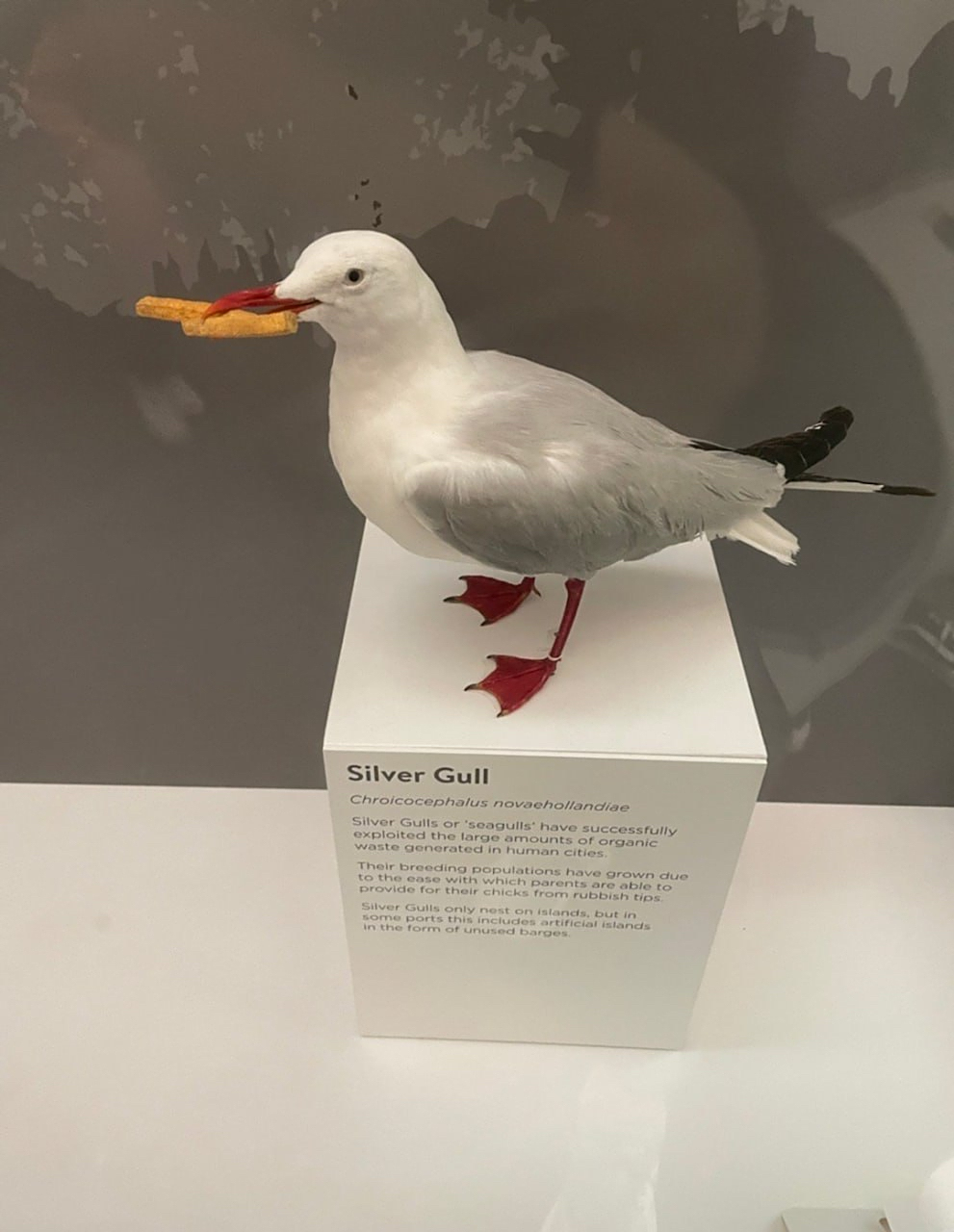 悉尼博物馆的海鸥标本,这叫"整点薯条"?