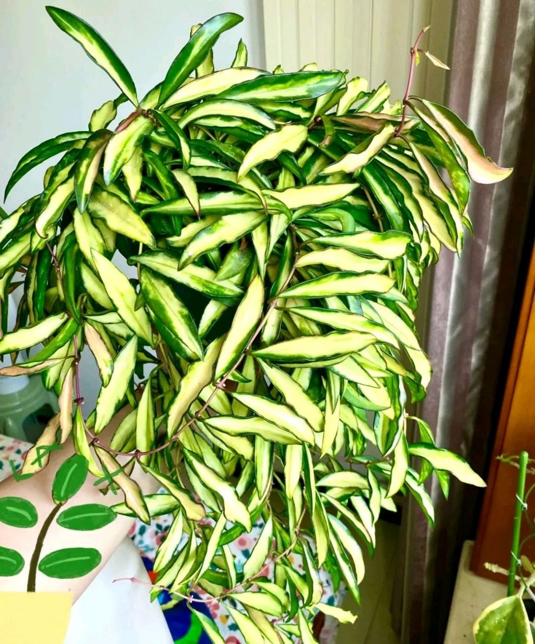 喜阴盆栽-冰糖内锦球兰