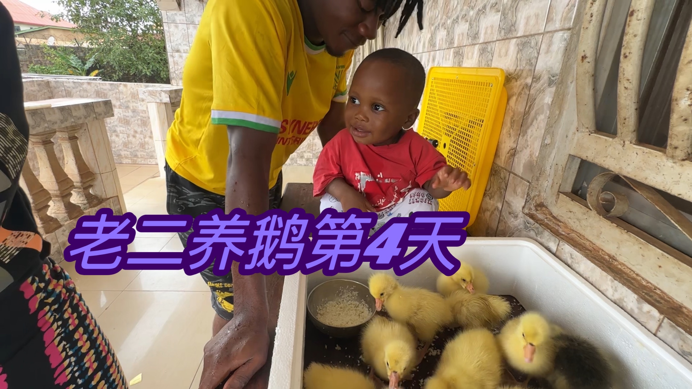 非洲老二养鹅赚钱,出生四天的小家伙能吃能喝长势喜人