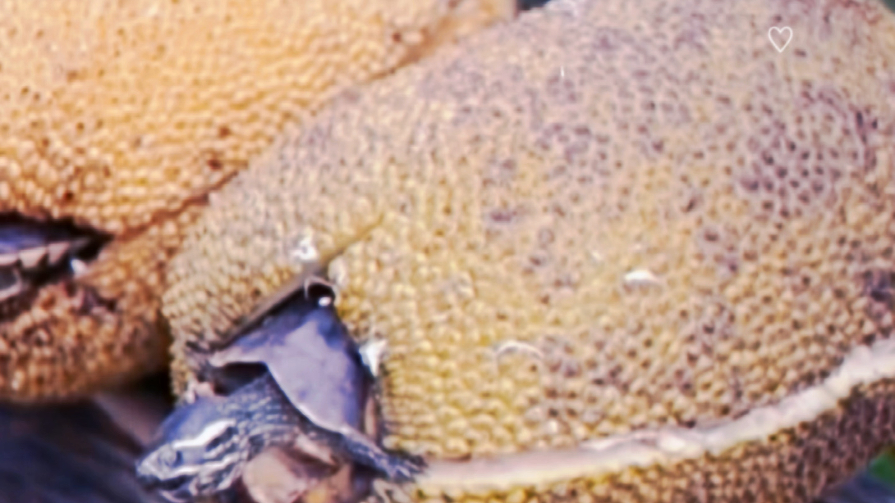 越南名菜:炭烤闺蜜!