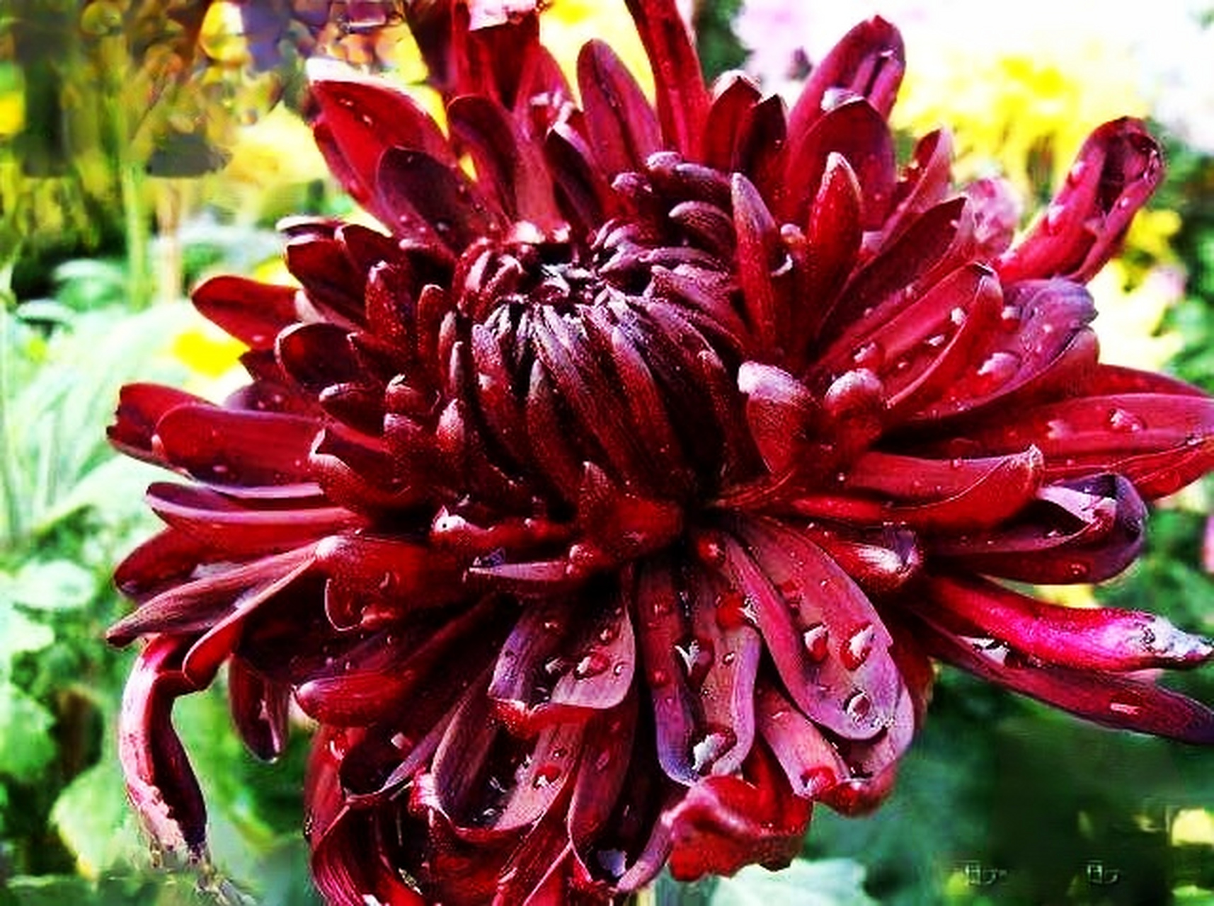 九月动态激励计划# 菊花——墨菊  墨菊中国十大名菊之一,又称墨荷.