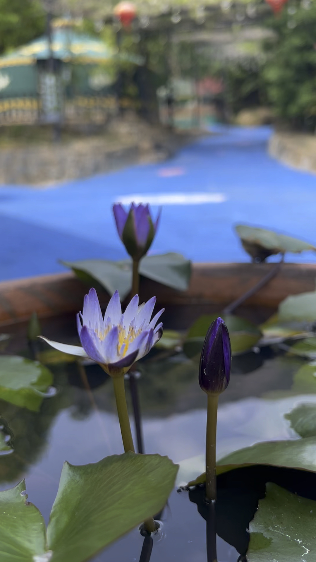 愿静守流年,心若莲花;愿删繁就简,安然自若.-度小视