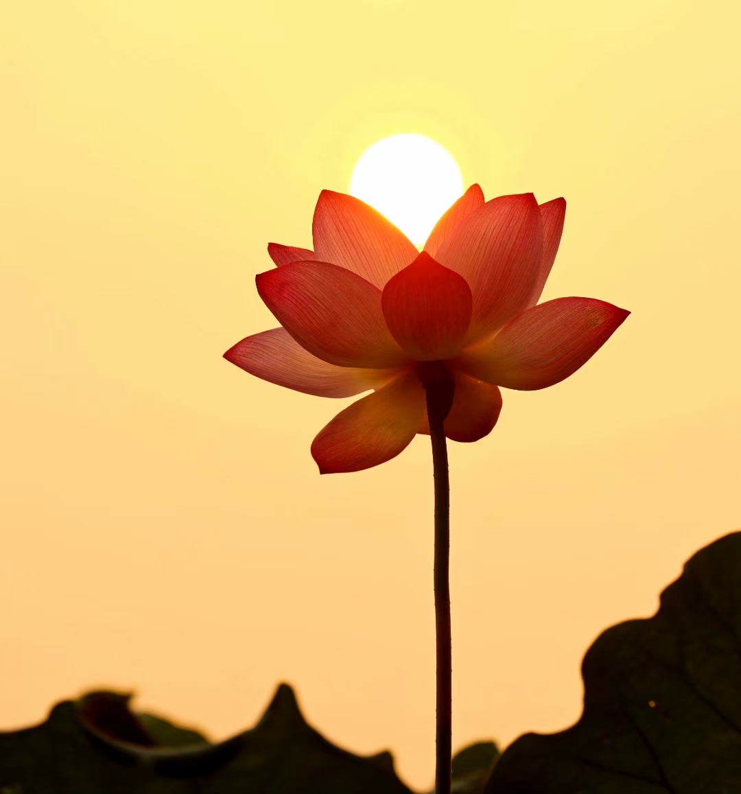 心若向阳,一切阴霾终将散去——《做自己的光》观后感