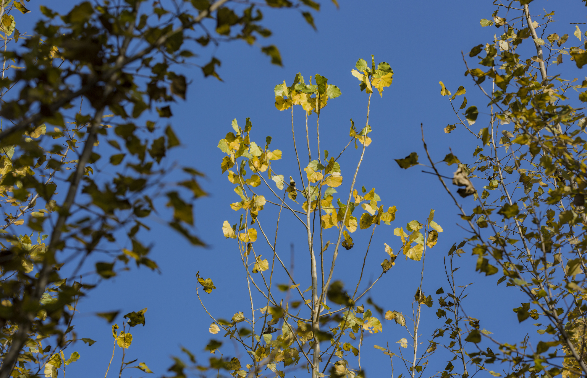 摄影 : 《秋叶如花》