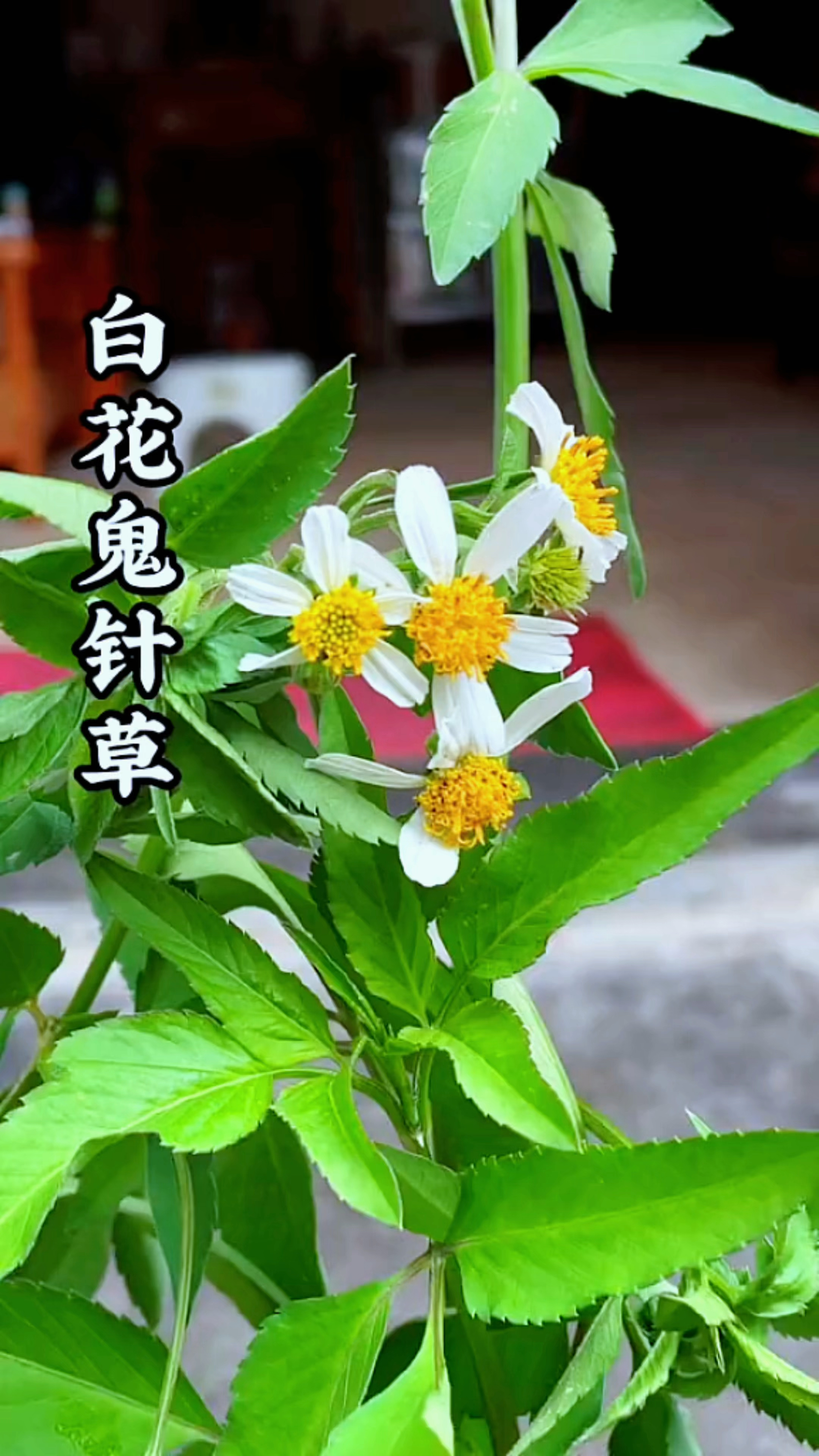 农村常见的白花鬼针草,别名婆婆针-度小视