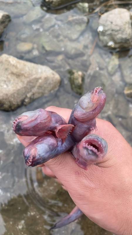 大海里非常凶猛的狼鱼条,嘴比头大-度小视