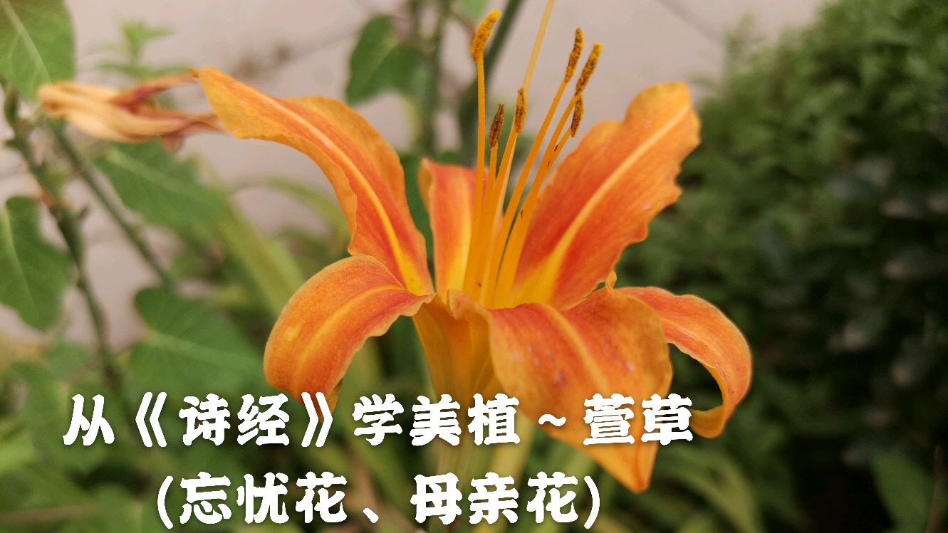 [图]花坛里的萱草,以为是黄花菜吗?没想到在诗经里这么美