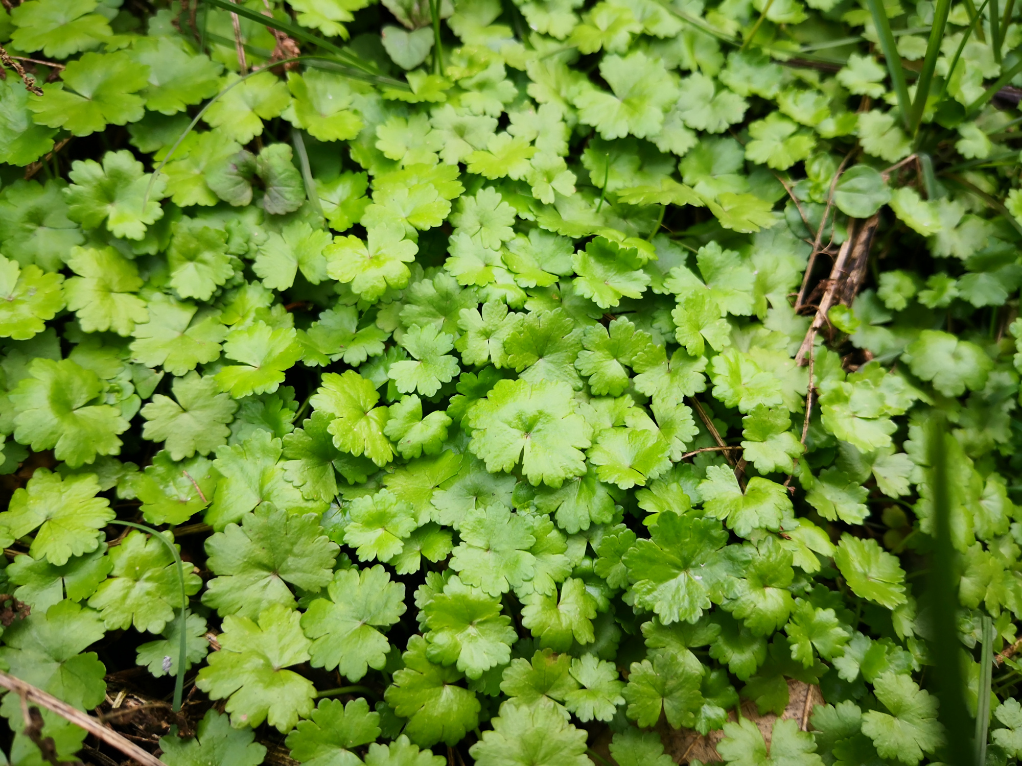 天胡荽:长错地方是杂草,用对地方是个宝