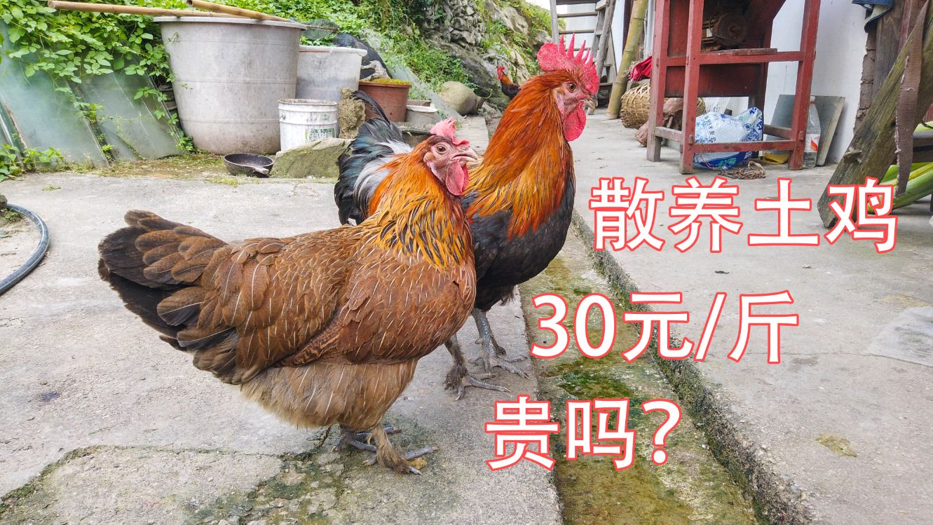 农村散养不喂饲料的土鸡,卖30元一斤有没有人买,你们家卖多少?