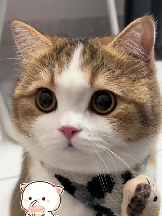 这小奶猫小奶狗怎么能可爱到这个样子呢