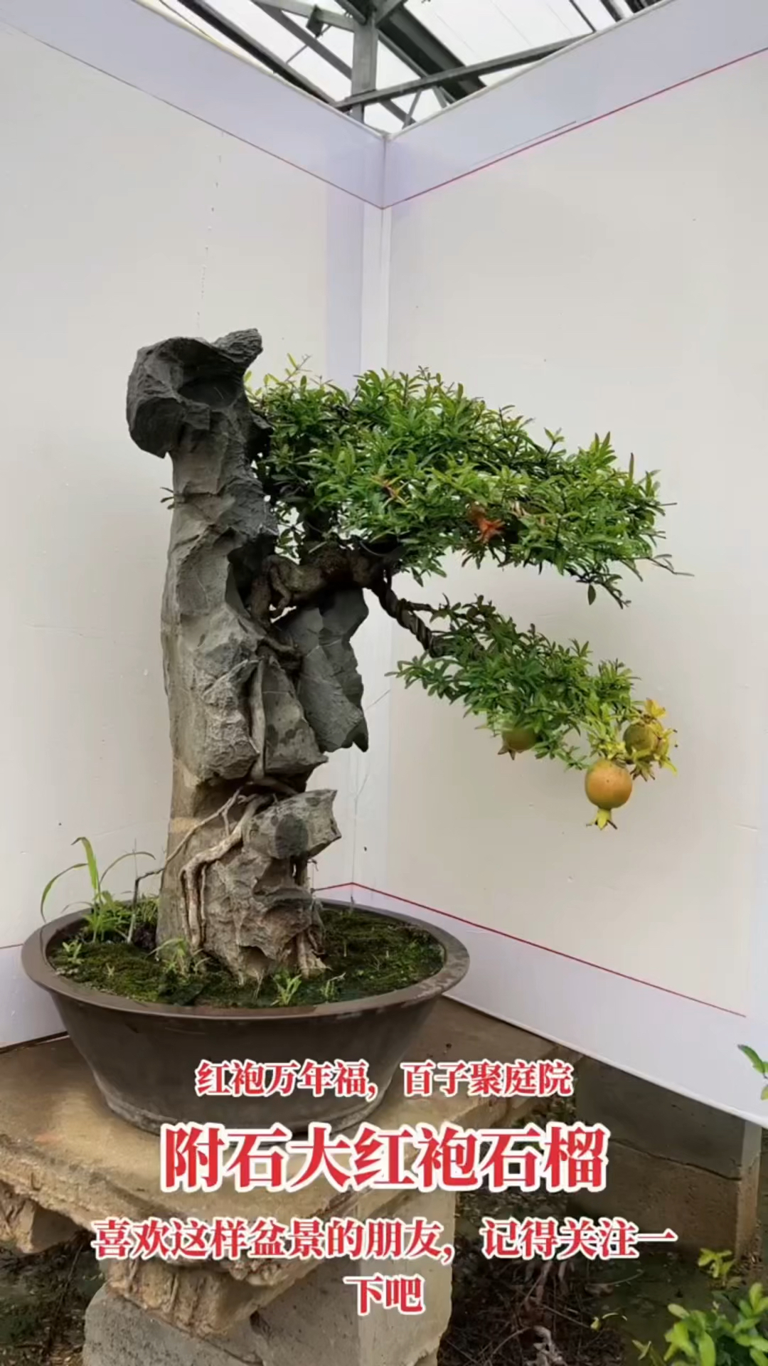 分享附石大红包石榴盆景适合庭院别墅摆放关注一下吧