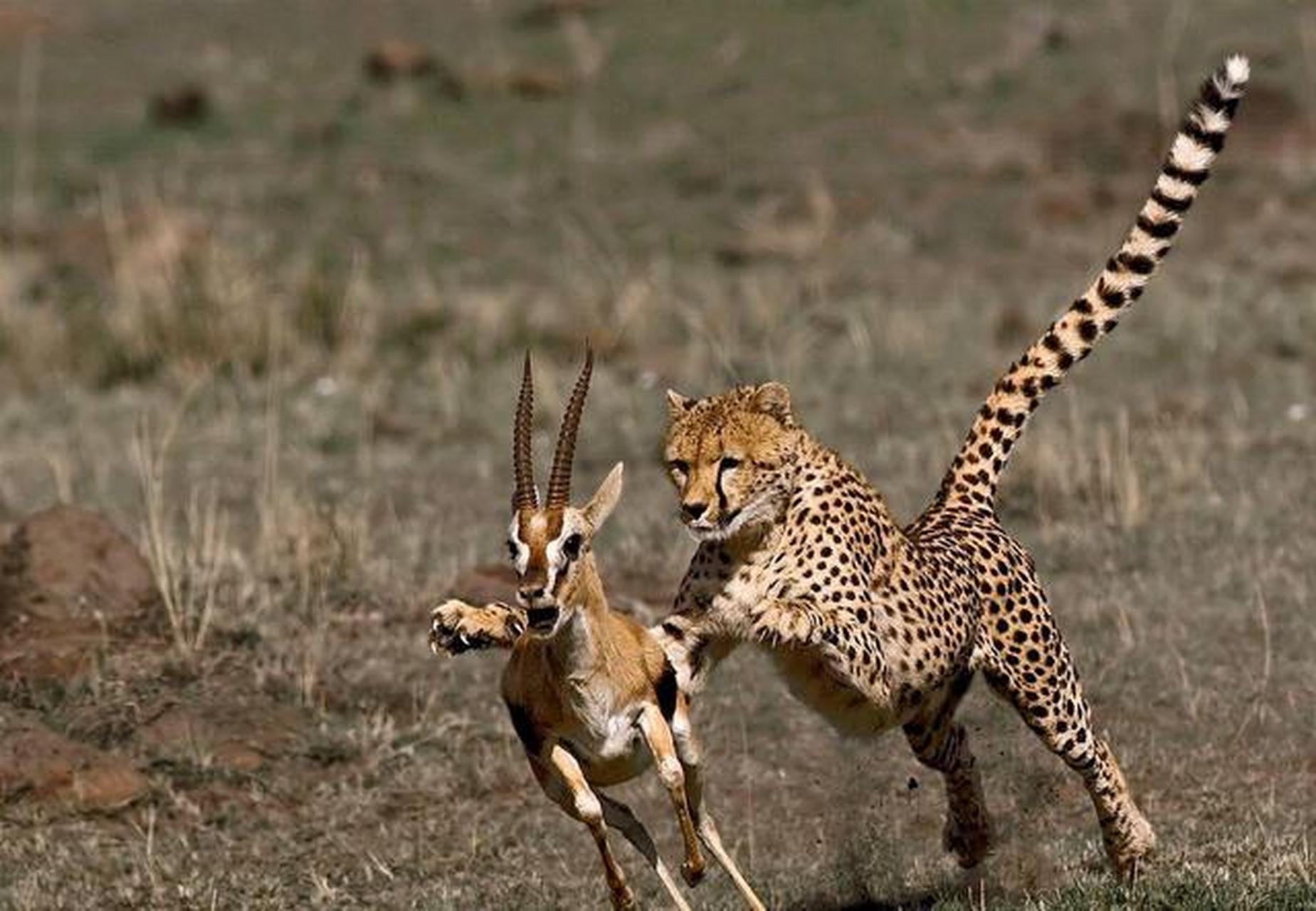 高速奔袭 ——猎豹依靠瞬间爆发的速度来追捕擅长快速奔跑的羚羊.