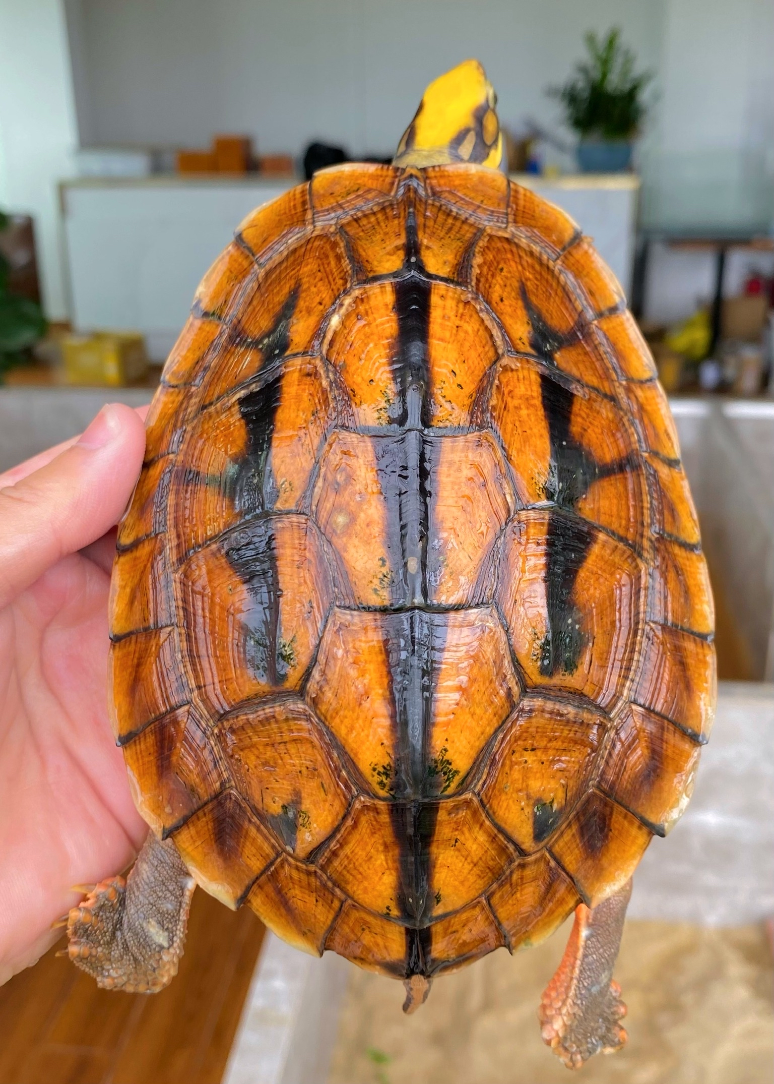 金钱龟——三线闭壳龟