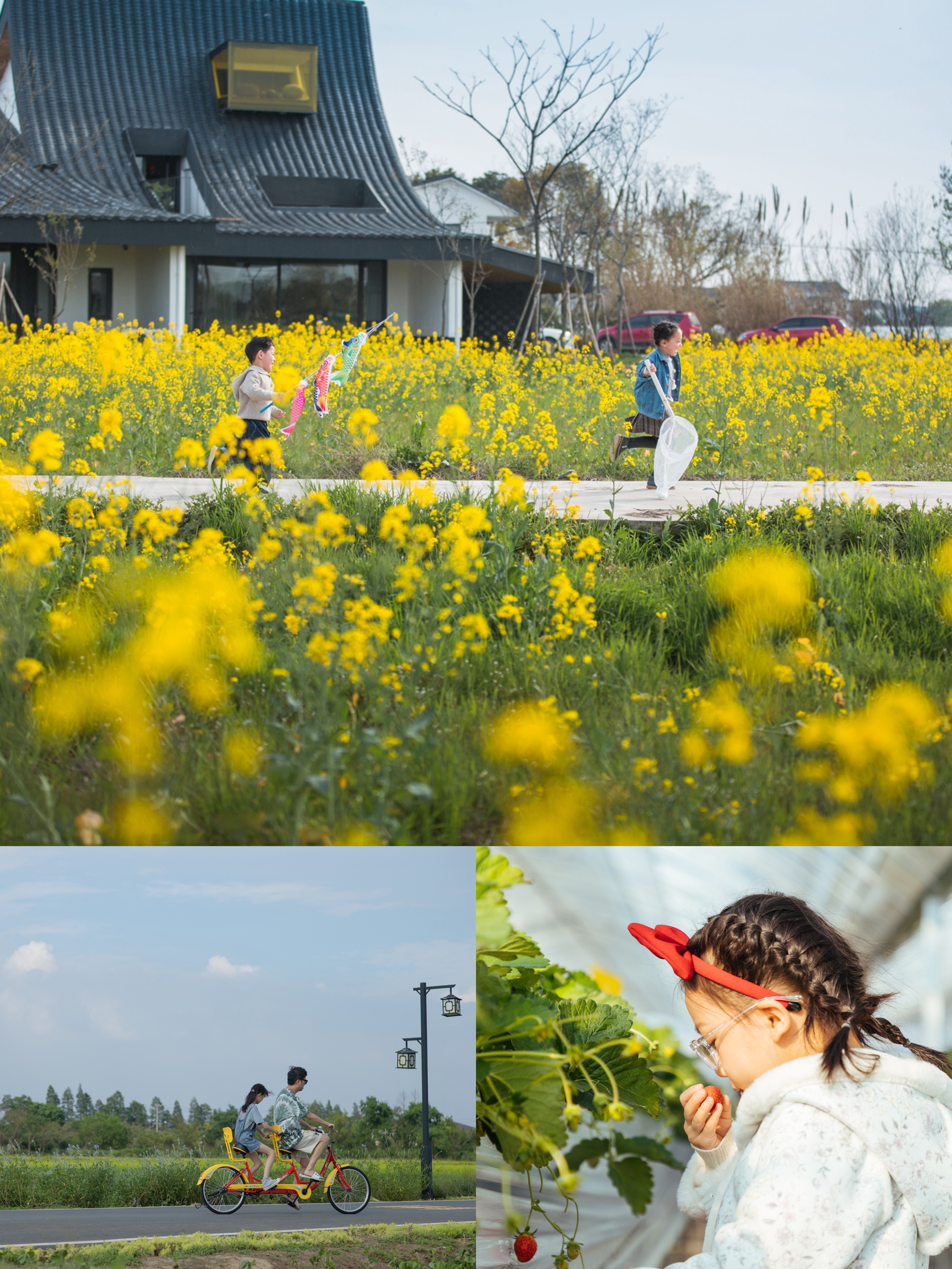 常州西夏墅稻田艺术图片