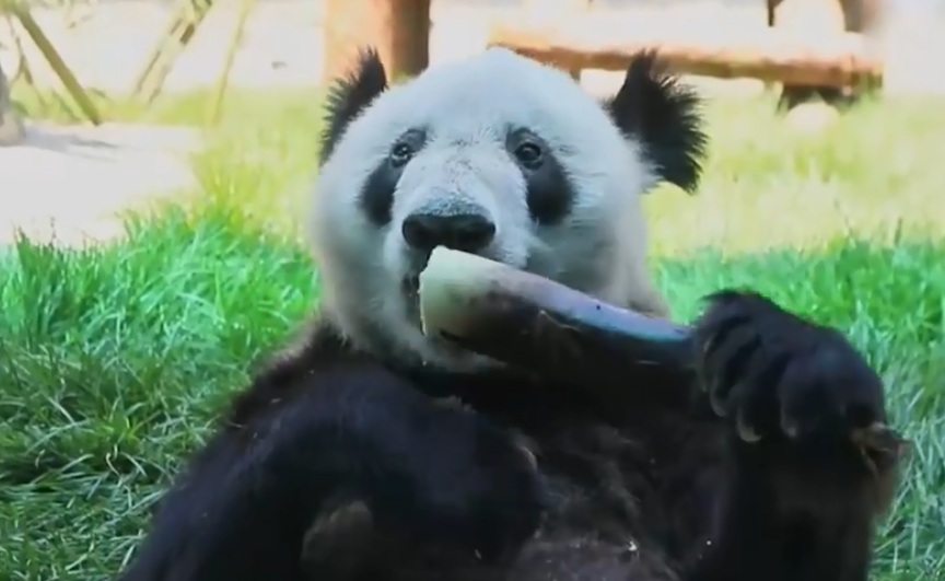 熊猫丫丫最新动态曝光,阳光下开心吃笋明显胖了,网友:判若两熊