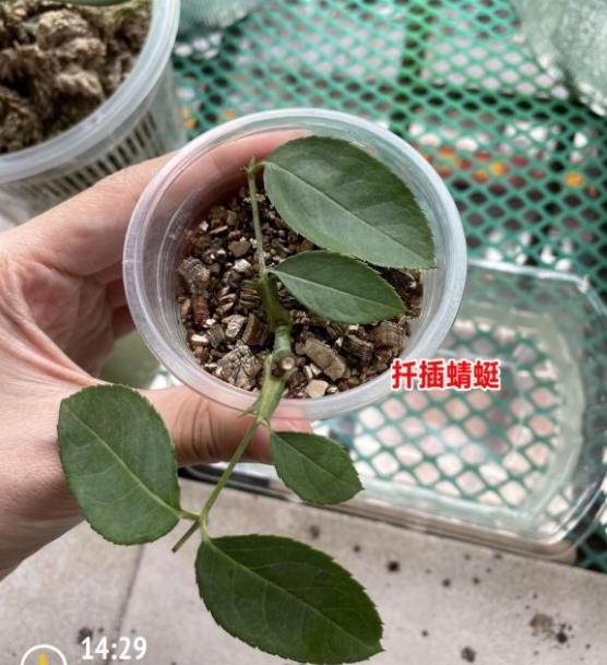 月季扦插用蛭石就很容易发根,以前用营养土就黑杆