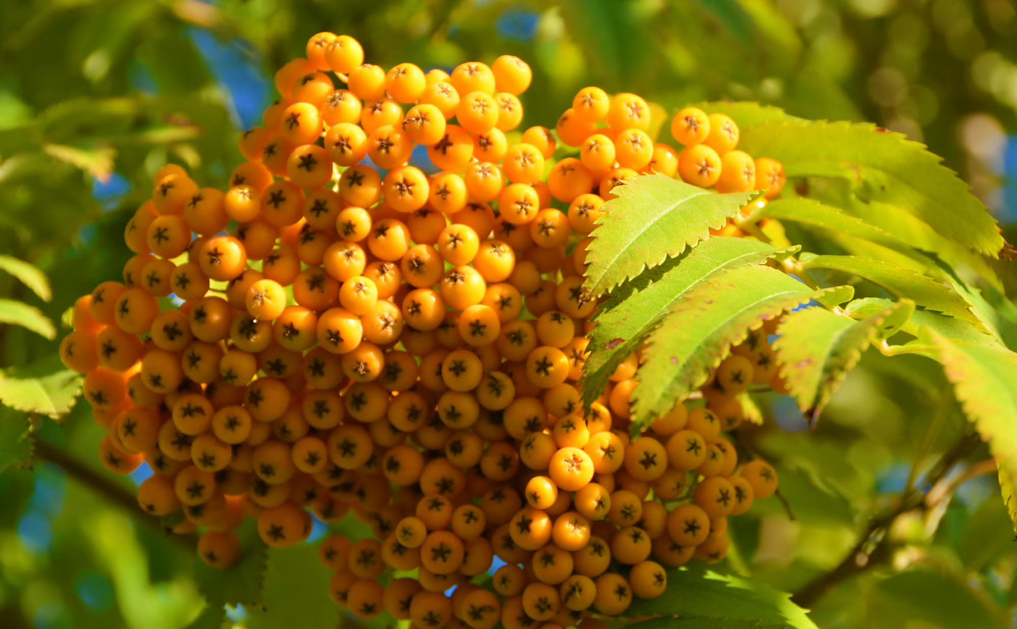 其次,花楸果之中含有的类胡萝卜素和维生素类黄酮,也有利于帮助保护