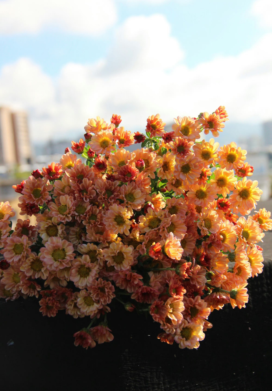 菊花# 切花香槟,这款深深浅浅的颜色拍出来就特别好看,华丽丽的色 ..