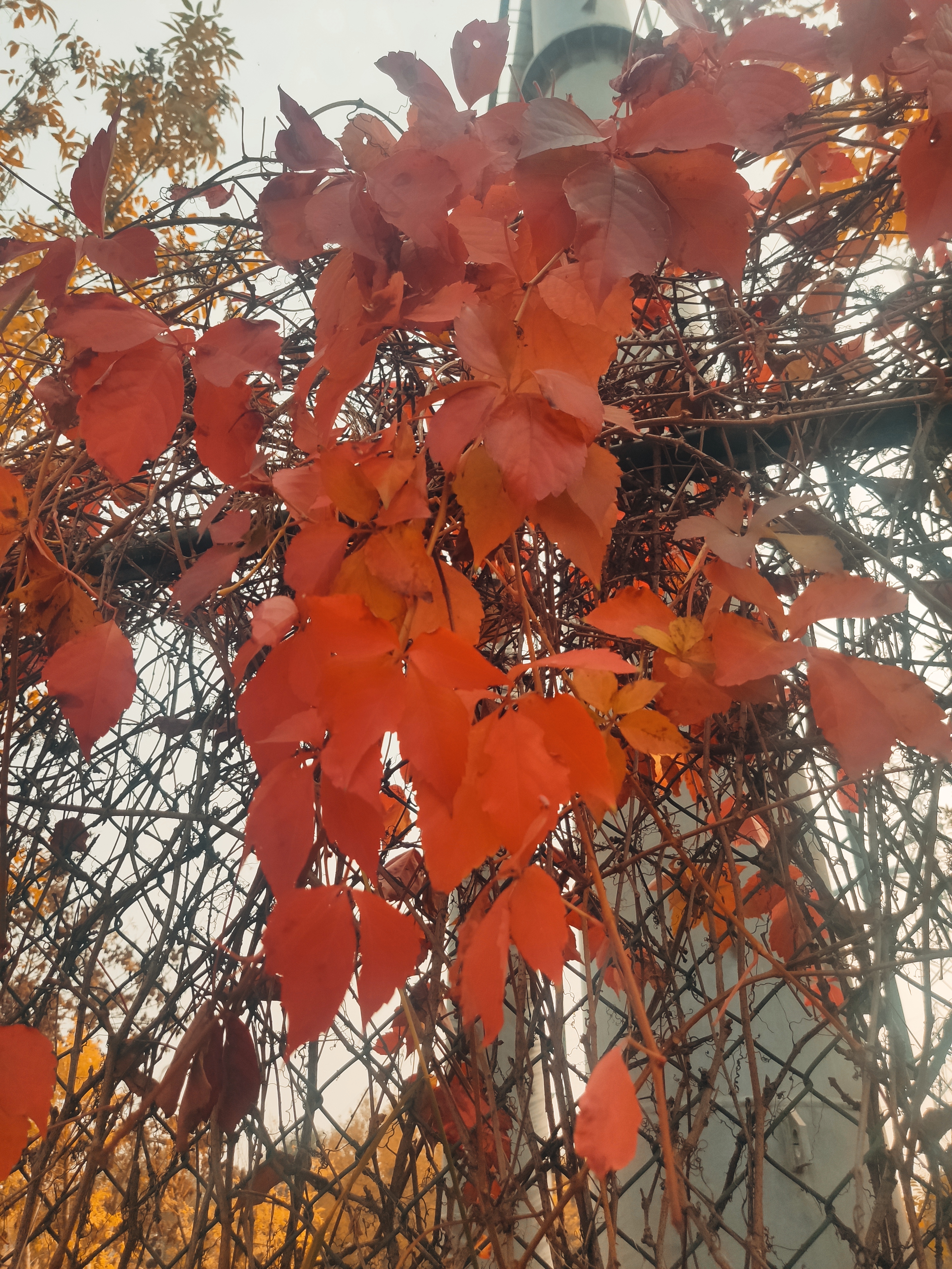 我眼中的秋天#秋意浓,满庭霜叶一窗风