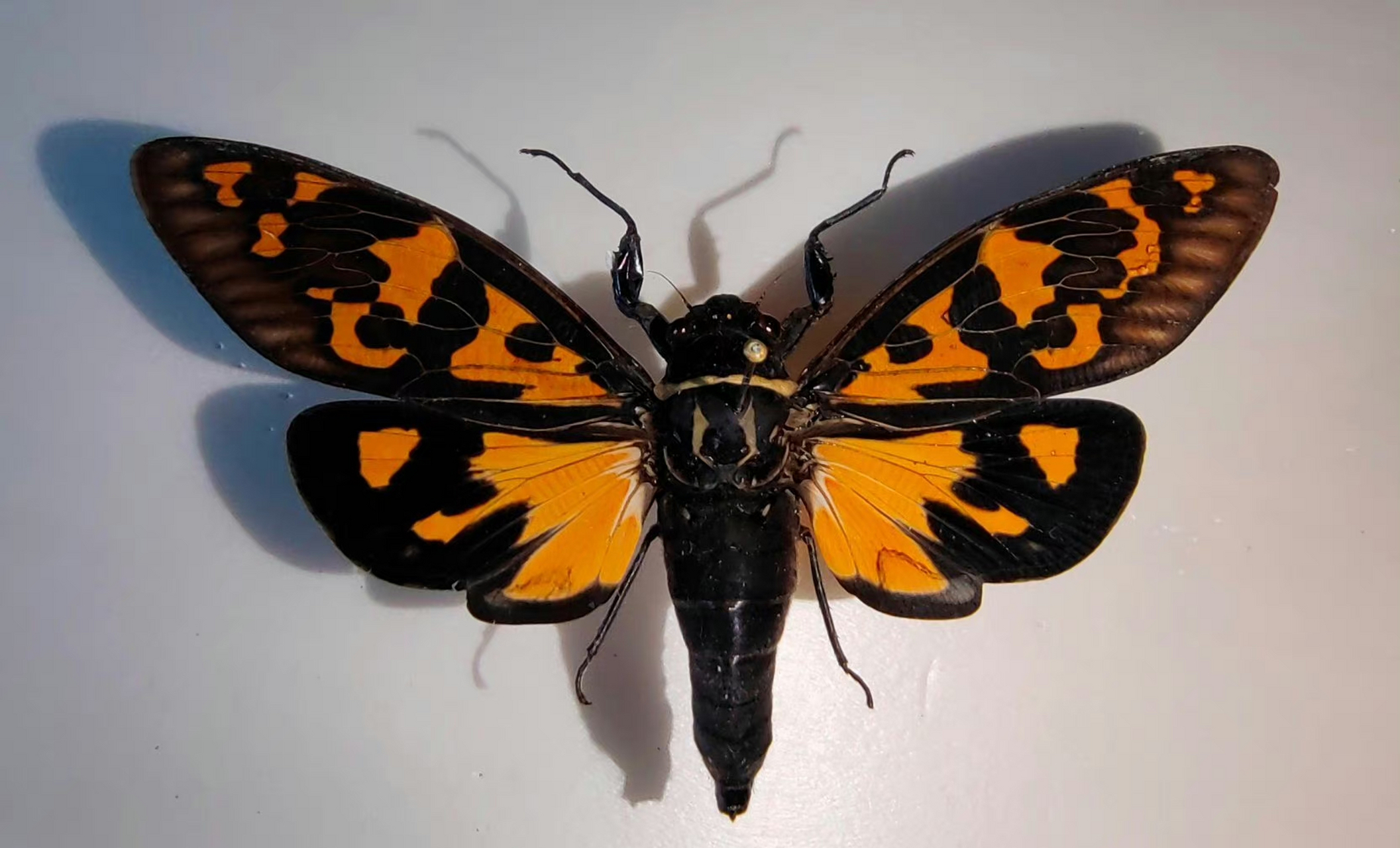 赤橙黄绿青蓝紫,彩蝉的色斑型令人眼花缭乱,人生就像一场马拉松,关键