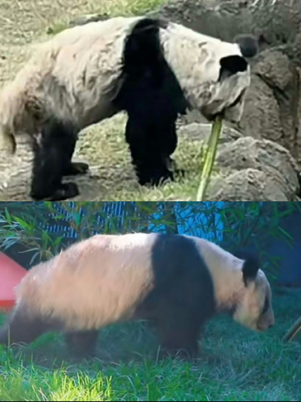 大熊猫丫丫回国后的最新状况—图片中丫丫肉眼可见的