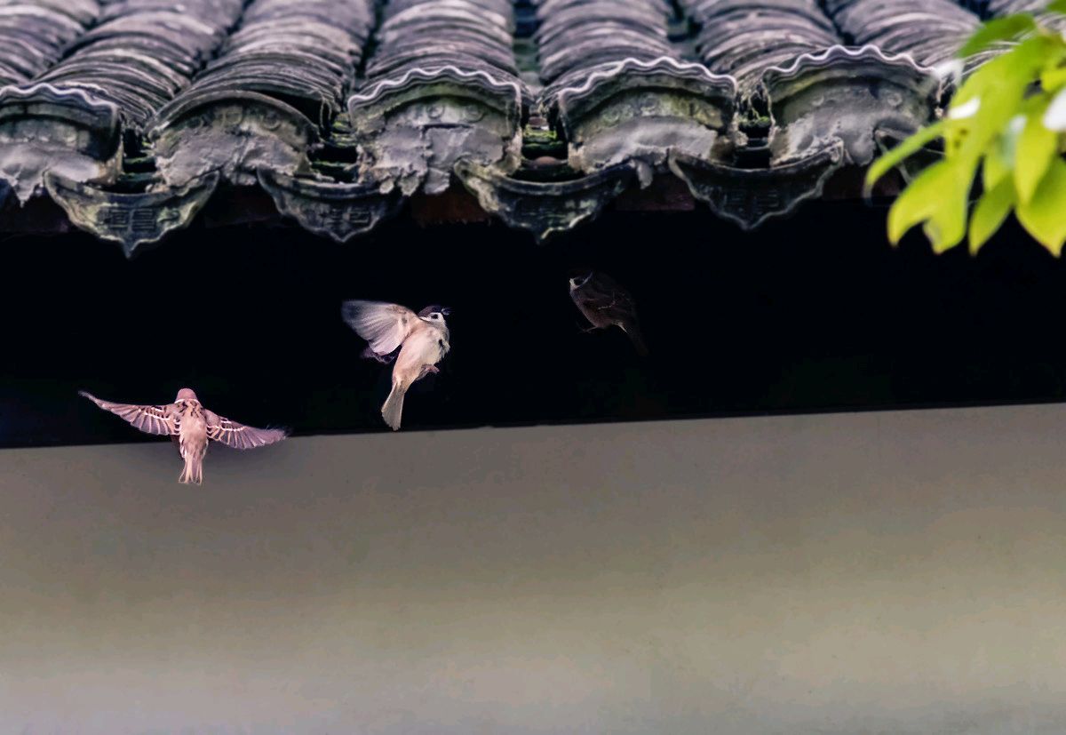 "云从窗里出",吴均《山中杂诗》似轻歌