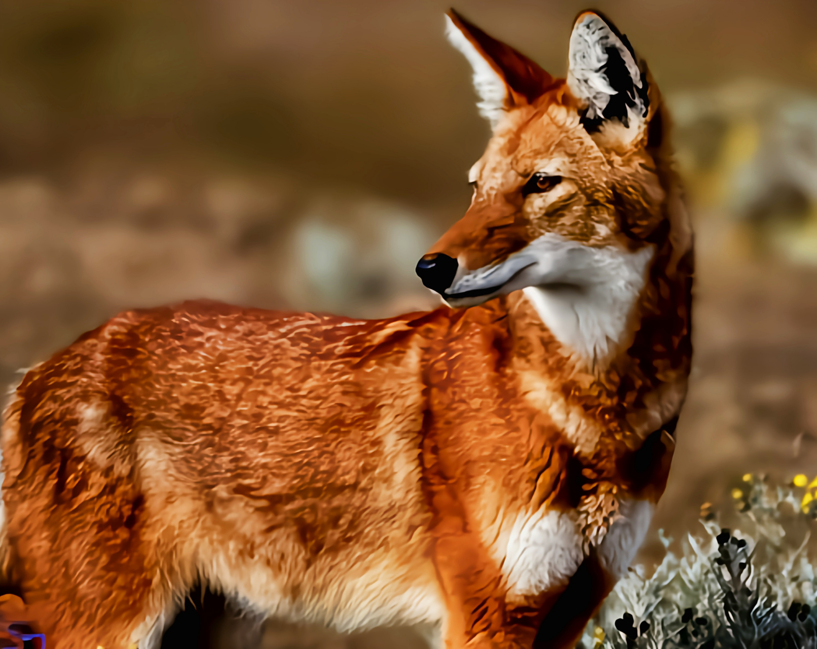 每天认识一种动物——埃塞俄比亚狼 埃塞俄比亚狼  别名草原胡狼,只