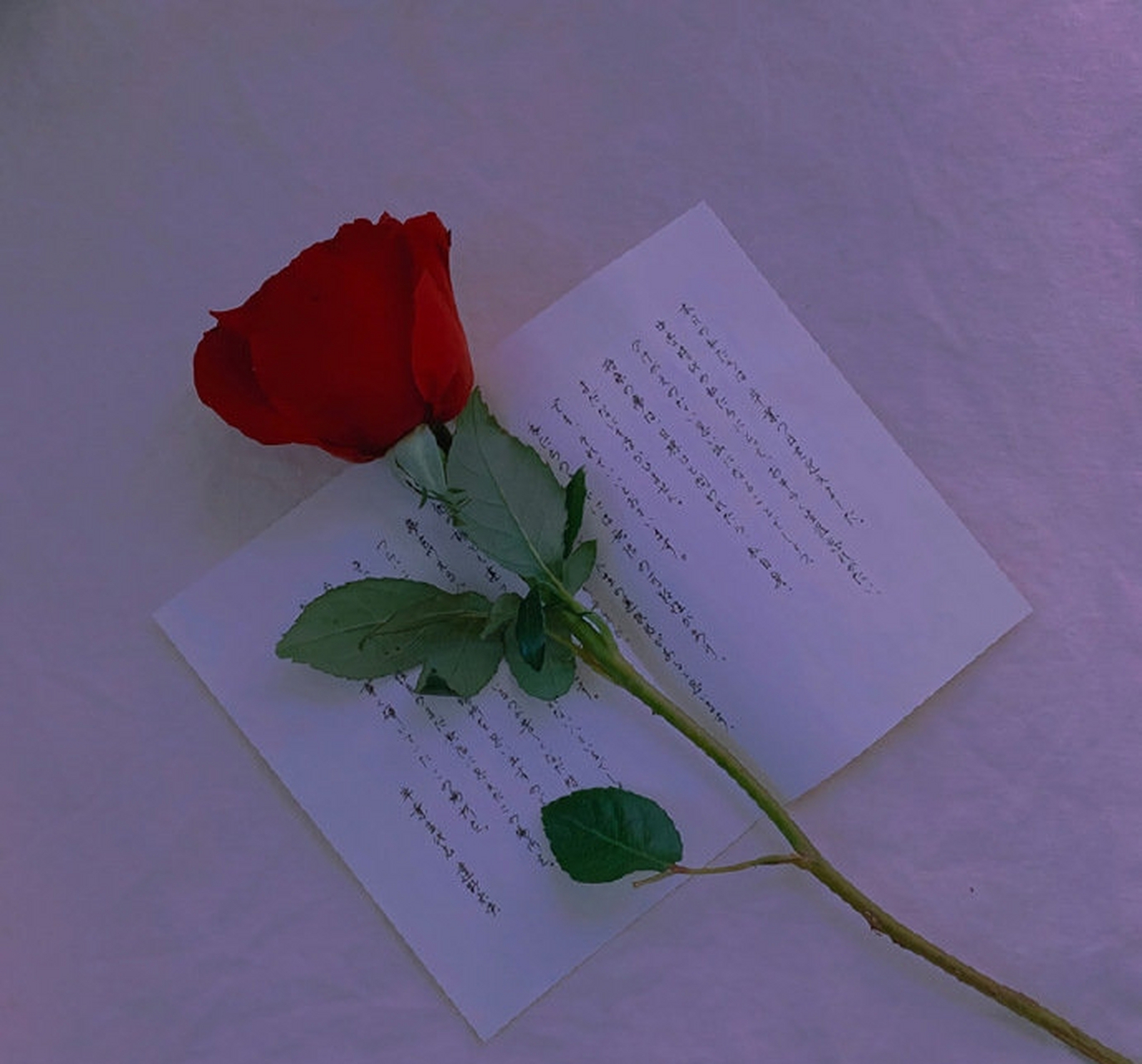 一些浪漫的玫瑰背景图 676767